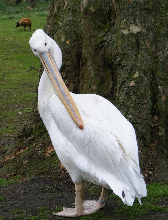 Pelican