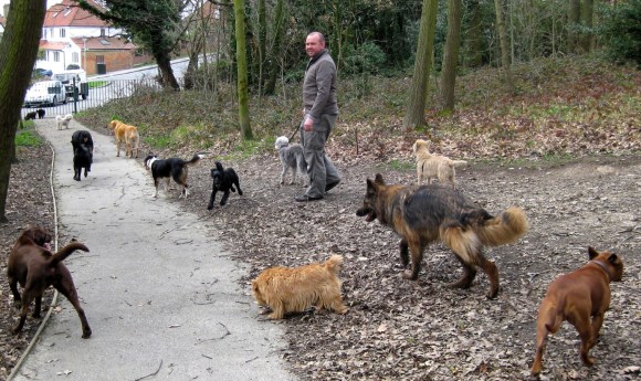 Dog Walker on Streatham Common